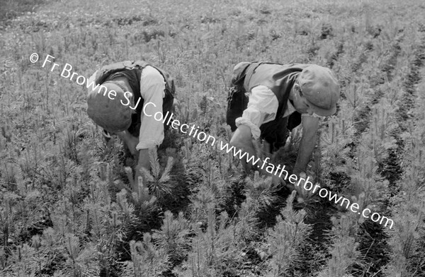 FARMING MEN WORKING IN FIELDS